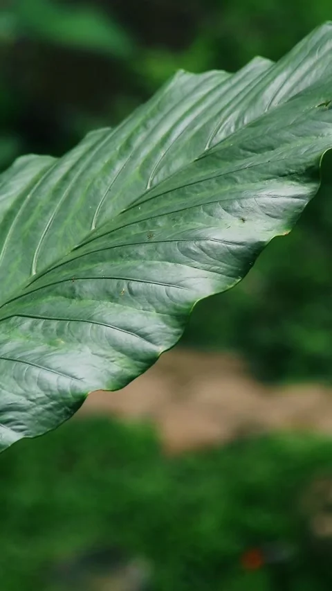Fresh taro leaf close up shot Video stock 297162416