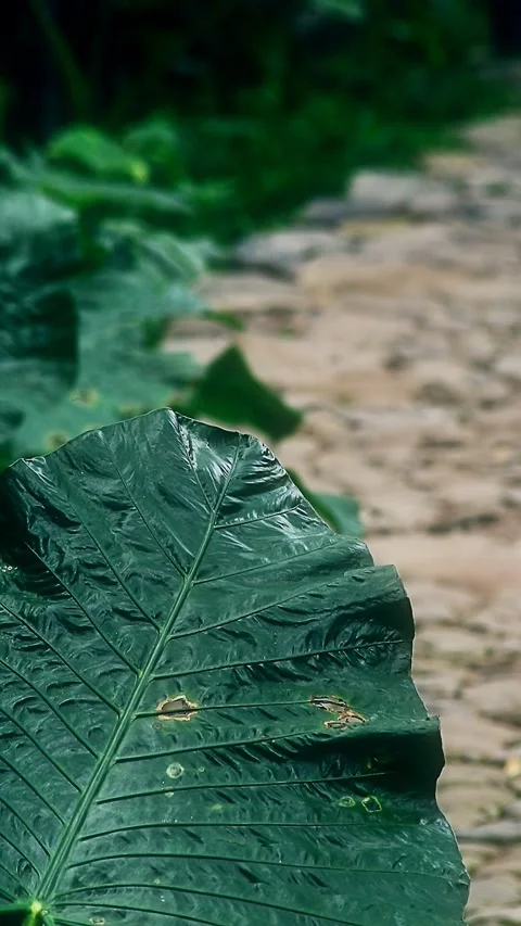 Fresh taro leaf close up shot Stock Footage 297162443