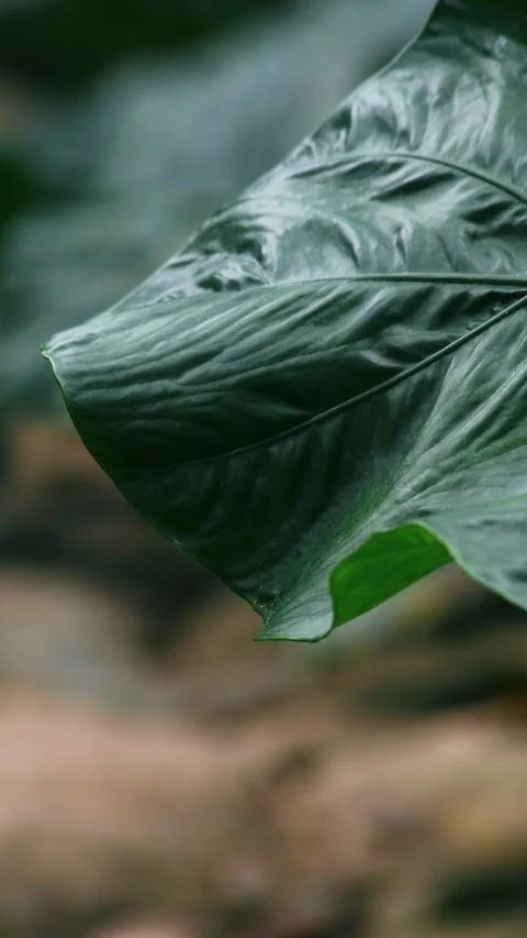 Fresh taro leaf close up shot Stock Footage 297162860