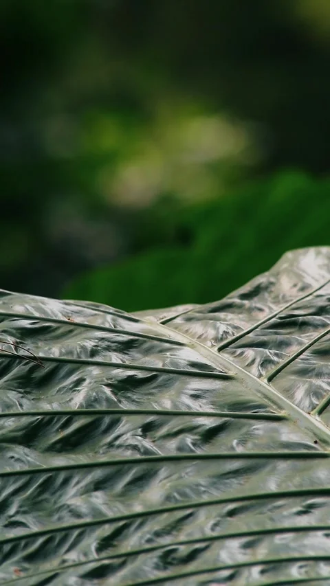 Fresh taro leaf close up shot Stock Footage 297162872