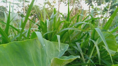 Fresh Taro Leaf with Dew Drops Among Tall Green Grass in Garden 4K Stock Footage 346794346