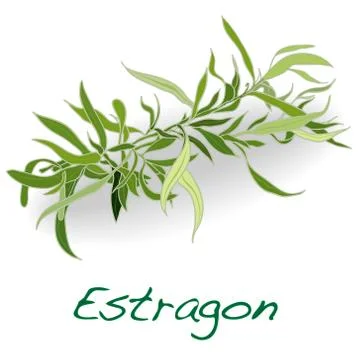 Fresh tarragon herb Stock Illustration