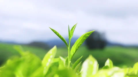 Fresh tea crop waving in wind at tea plantation - 4k resolution video Stockbeeldmateriaal 291956504