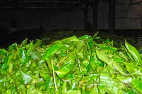 Fresh Tea Leaves Collected for Processing in Tea factory Stock Photos