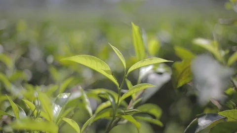 Fresh Tea Leaves Stock Footage 123190576