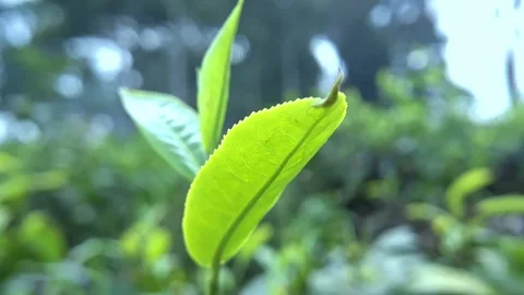 Fresh tea leaves Stock Footage 289609773