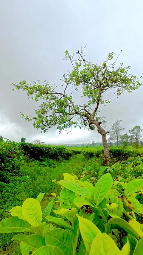 Fresh tea leaves with lone tree in plantation Stock Footage 333492470