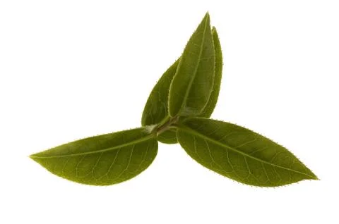 Fresh tea leaves Stock Photos