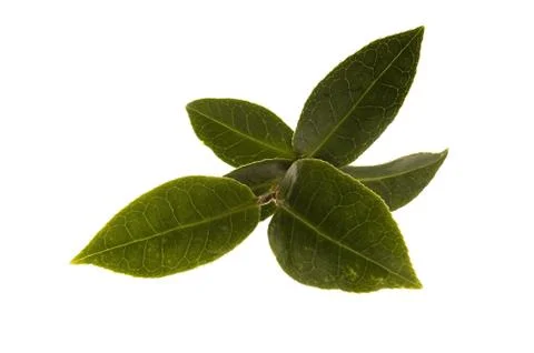 Fresh tea leaves Stock Photos