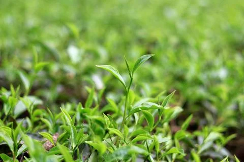 Fresh Tea Leaves Picking Close Up Natural Farming Concept Stock Photos