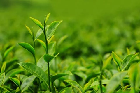 Fresh tea leaves in plantation Stock Photos