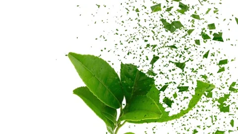Fresh tea leaves shatter Stock Footage 257895243