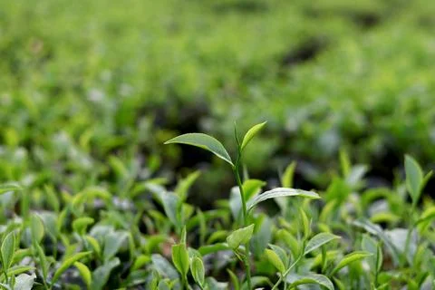Fresh Tea Leaves with Smooth Background Blur Nature Style Stock Photos