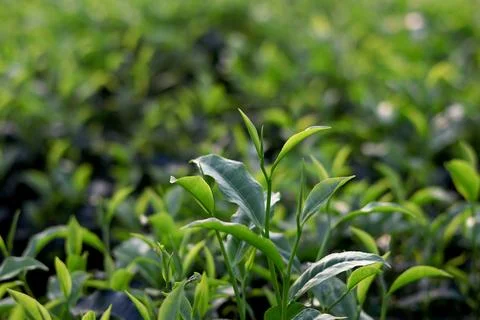 Fresh Tea Leaves with Soft Focus Background Stock Photos