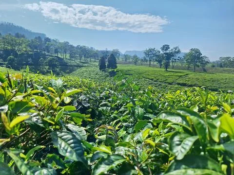 Fresh tea Stock Photos