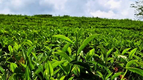 Fresh tea Stock Photos