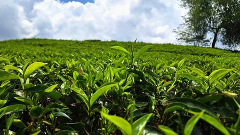 Fresh tea Stock Photos