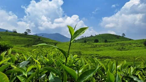 Fresh tea Stock Photos