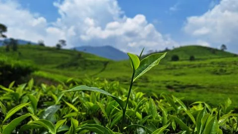 Fresh tea Stock Photos