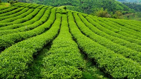 Fresh tea plantation Stock Photos