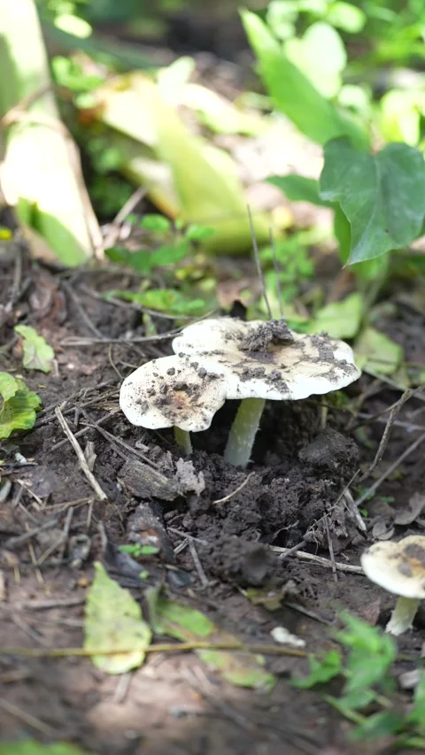 Fresh termite mushrooms Stock Footage 344708210