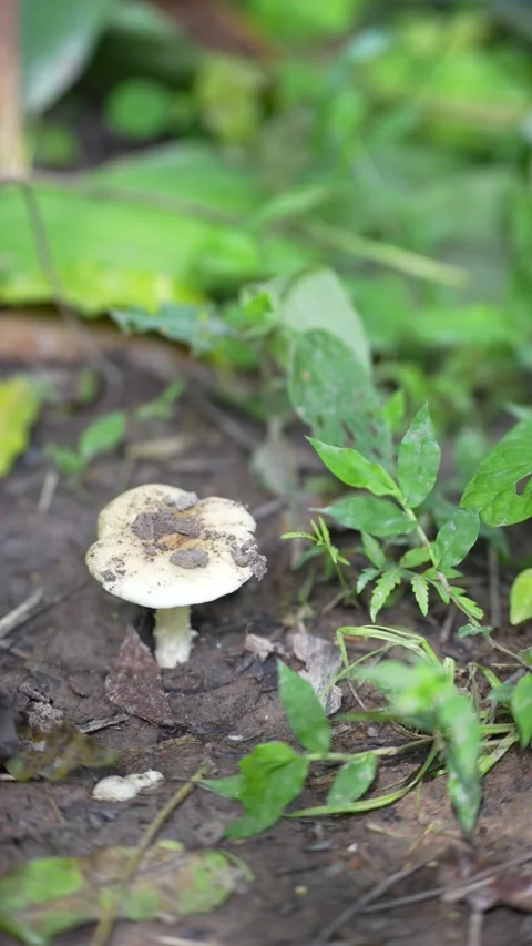 Fresh termite mushrooms Stock Footage 344708266