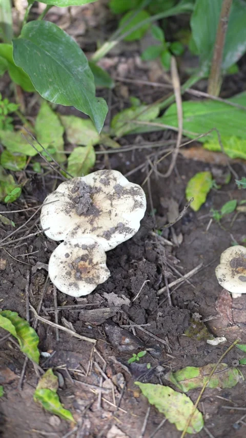 Fresh termite mushrooms Stock Footage 344708278