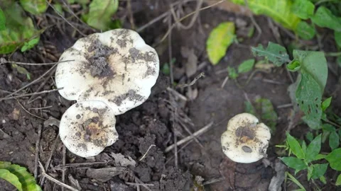 Fresh termite mushrooms Stock Footage 344708320