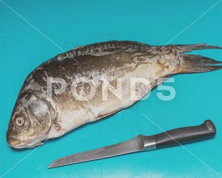 Fresh thawed fish and knife on a cutting board Stock Photos