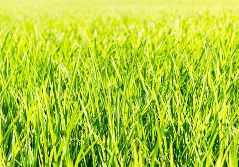 Fresh thick grass Stock Photos