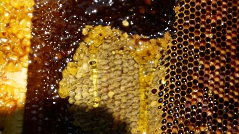 Fresh, thick honey flows down the honeycombs. Video stock 314094733