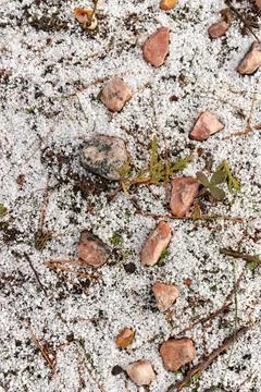 A Fresh Thin Layer of Graupel Snow Pellets Cover the Ground with Pretty Pieces Stock Photos