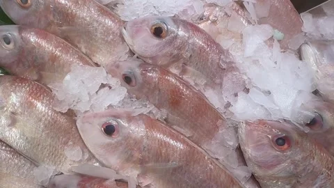 Fresh Threadfin Bream Displayed on Ice at Supermarket Seafood Counter Stock Footage 345661068