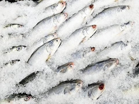 Fresh Threadfin Fish Displayed on a Bed of Ice at Market. Stock Photos