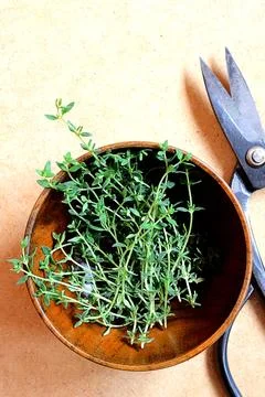 Fresh thyme and kitchen scissors Stock Photos