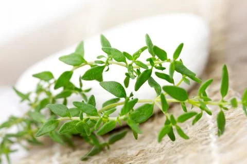 Fresh thyme close up Stock Photos