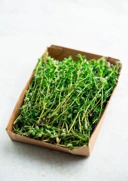 Fresh thyme in a container, from above. Top view, isolated over white. Stock Photos
