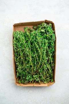 Fresh thyme in a container, from above. Top view, isolated over white. Stock Photos
