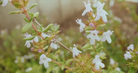 Fresh Thyme Flower Stock Footage 276675473