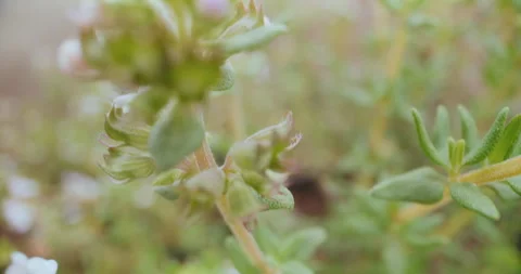 Fresh Thyme Herb Growing in a Pot Stock Footage 276675177