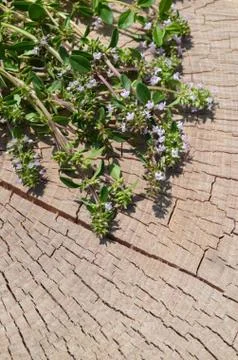 Fresh thyme herb on a stump. Thyme grass. Stock Photos