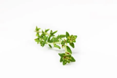 Fresh thyme isolated Stock Photos
