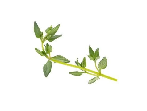 Fresh thyme isolated on white background Stock Photos