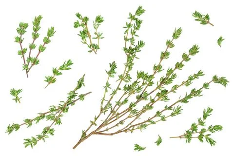 Fresh thyme isolated on a white background with full depth of field, Top view Stock Photos