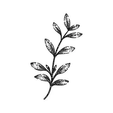 Fresh thyme leaf sketch hand drawn vector Stock Illustration