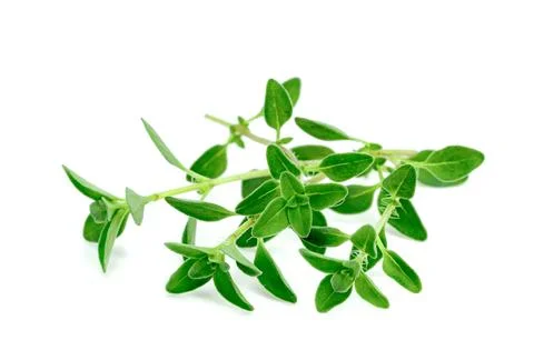 Fresh thyme or Lemon thyme leaf isolated on a white background ,Green leave.. Stock Photos