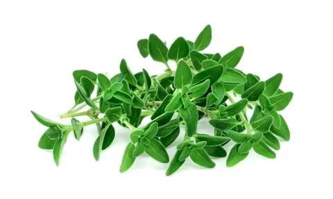 Fresh thyme or Lemon thyme leaf isolated on a white background ,Green leave.. Stock Photos