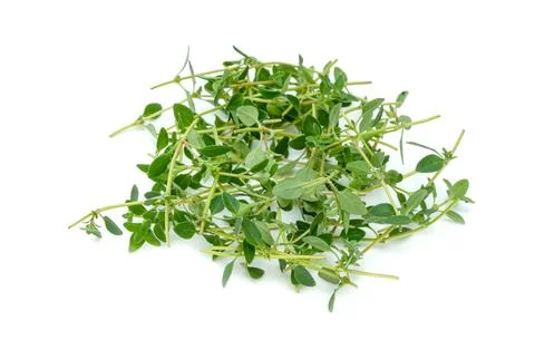 Fresh thyme or Lemon thyme leaf isolated on a white background ,Green leave.. Stock Photos