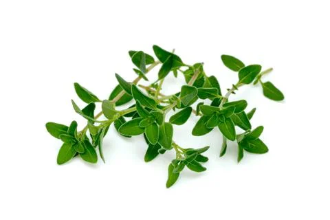 Fresh thyme or Lemon thyme leaf isolated on a white background ,Green leave.. Stock Photos