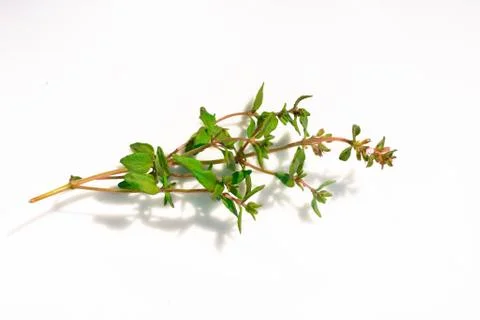 Fresh Thyme Stock Photos